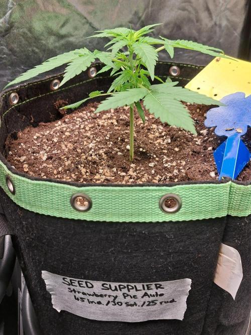 Strawberry Pie. Week 4