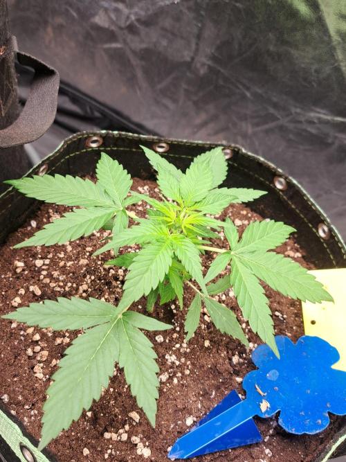 Strawberry Pie. Week 4