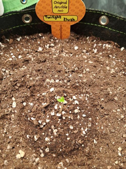 Twilight Zlush. Week 0