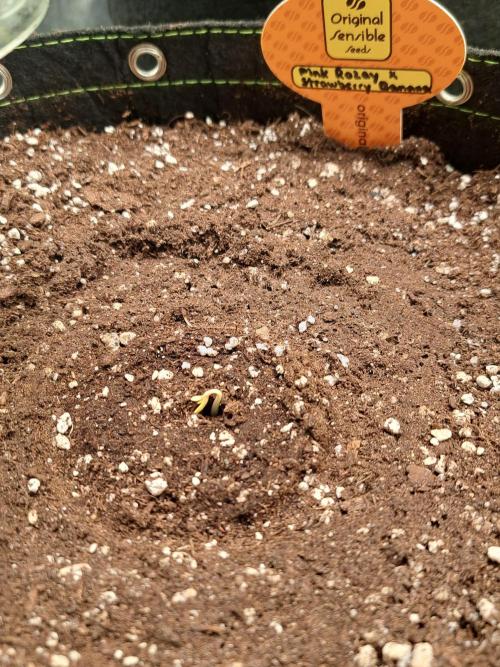 Pink Rozay x Strawberry Banana Auto. Week 0
