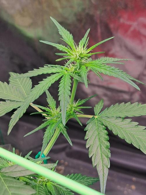 Gorilla Zkittles. Week 7