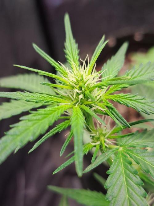 Gorilla Zkittles. Week 7