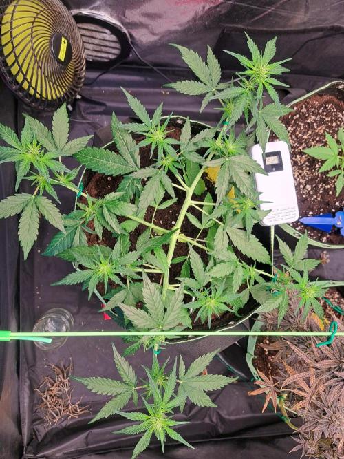 Gorilla Zkittles. Week 7