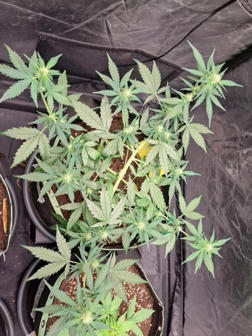 Gorilla Zkittles. Week 7