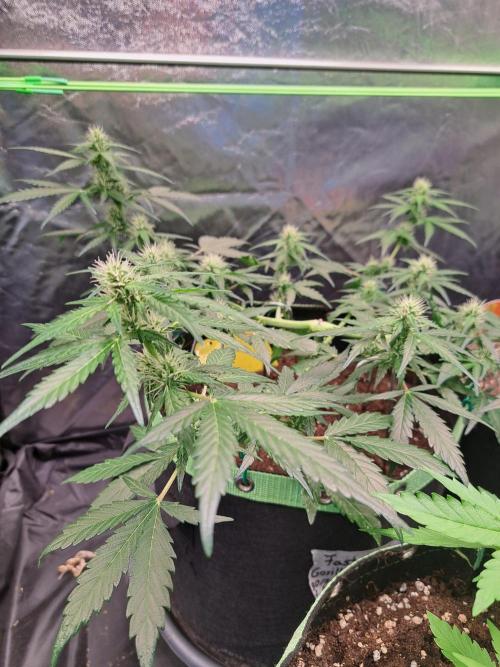 Gorilla Zkittles. Week 8