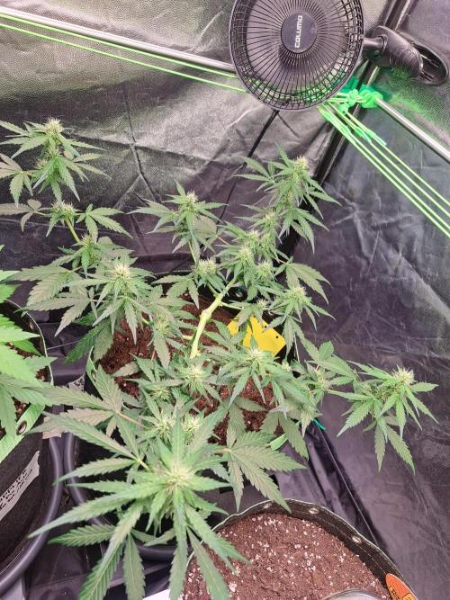 Gorilla Zkittles. Week 8