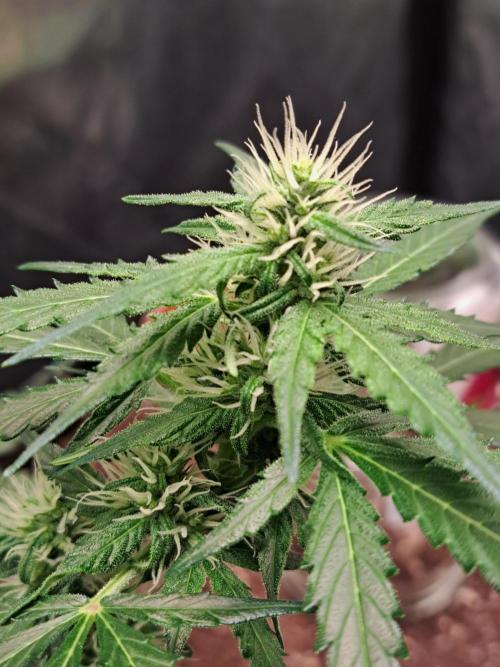 Gorilla Zkittles. Week 8