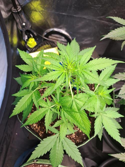 Strawberry Pie. Week 5