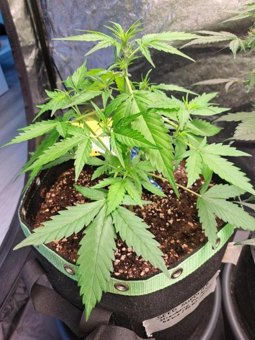 Strawberry Pie. Week 5