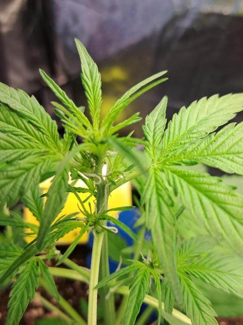 Strawberry Pie. Week 5