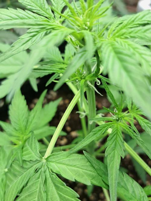 Strawberry Pie. Week 5