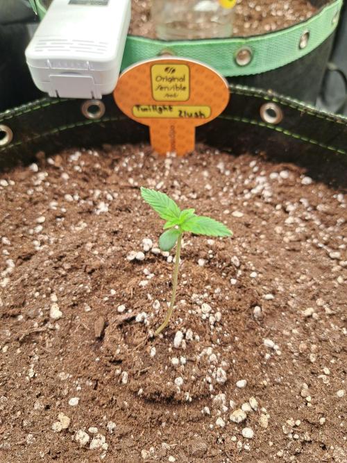 Twilight Zlush. Week 1