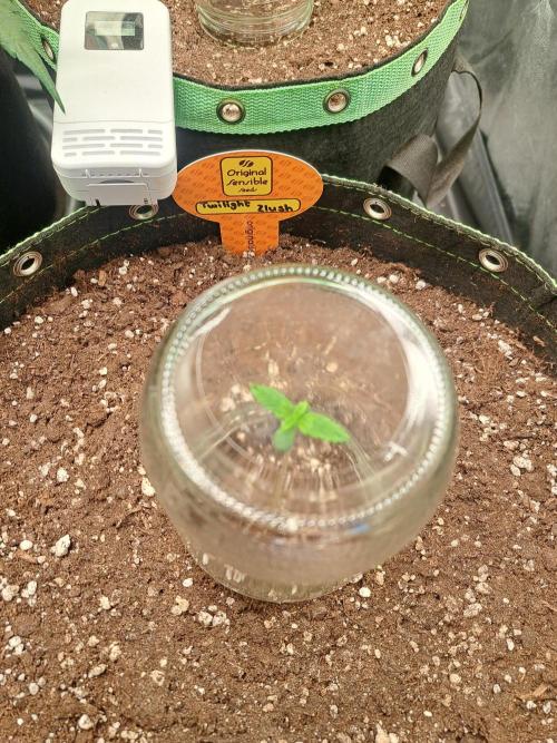 Twilight Zlush. Week 1