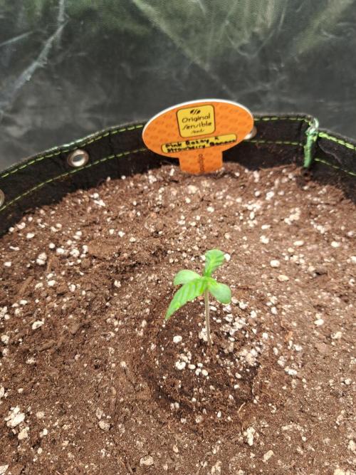 Pink Rozay x Strawberry Banana auto. Week 1