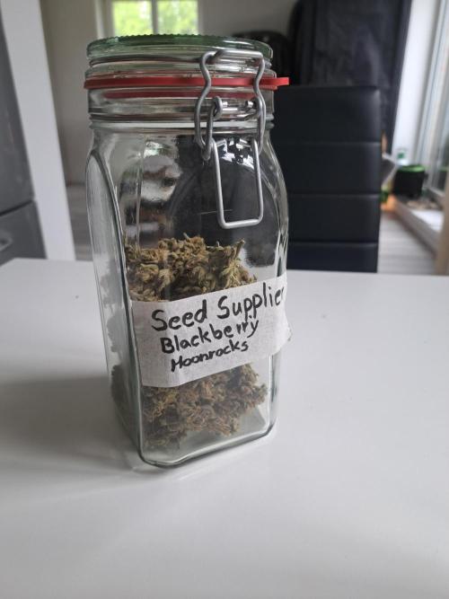 Blackberry Moonrocks. Week 20