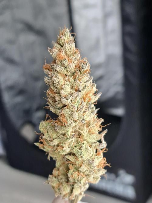 Blackberry Moonrocks. Week 20