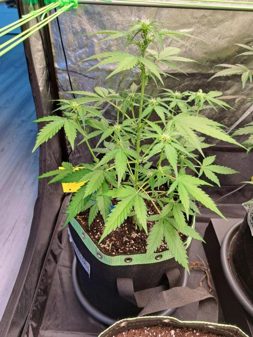 Strawberry Pie. Week 6