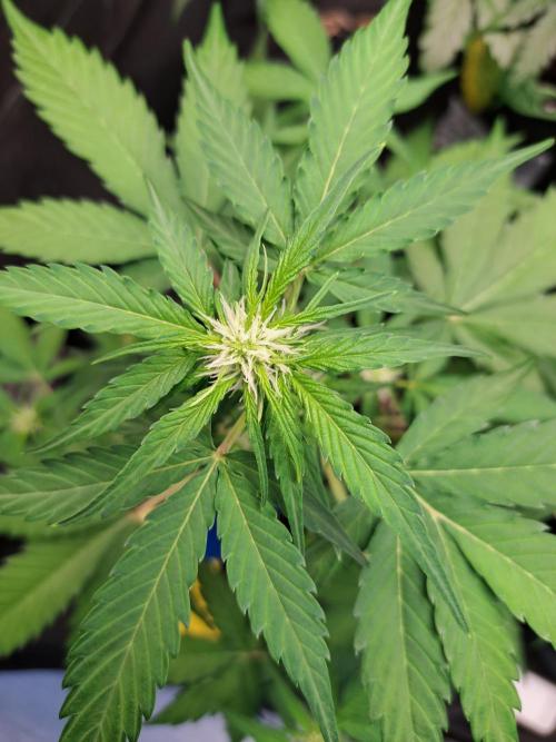 Strawberry Pie. Week 6