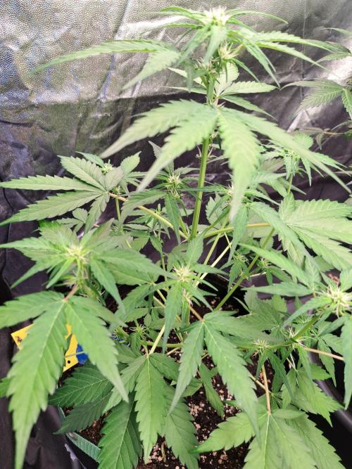 Strawberry Pie. Week 6