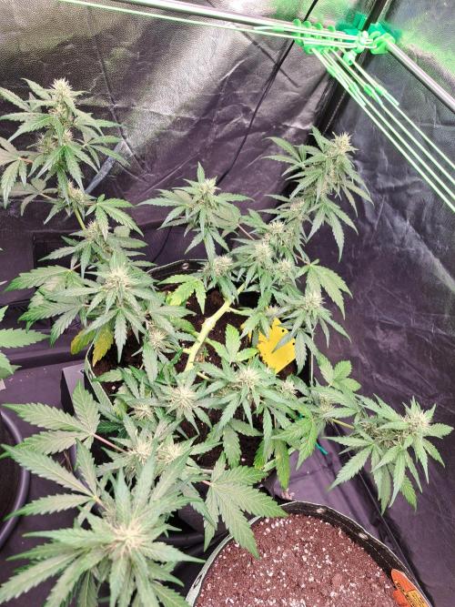 Gorilla Zkittles. Week 9