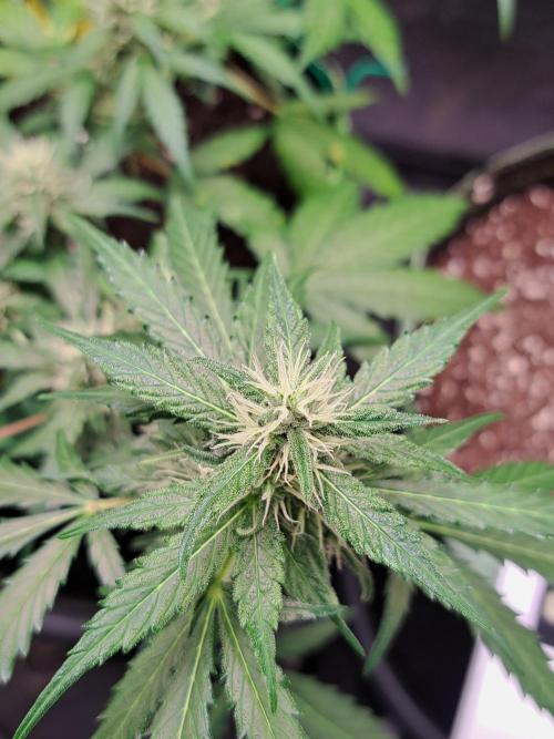 Gorilla Zkittles. Week 9