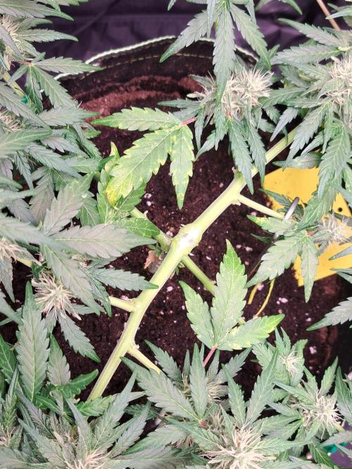 Gorilla Zkittles. Week 9