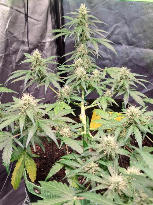 Gorilla Zkittles. Week 9