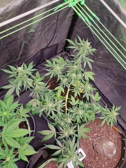 Gorilla Zkittles. Week 9