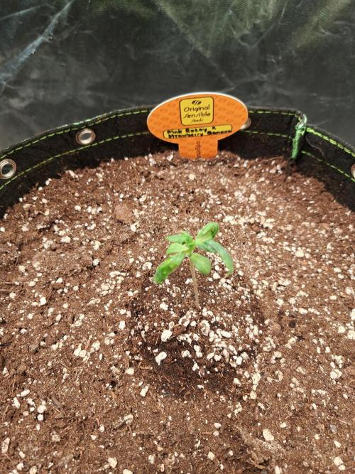 Pink Rozay x Strawberry Banana auto. Week 2
