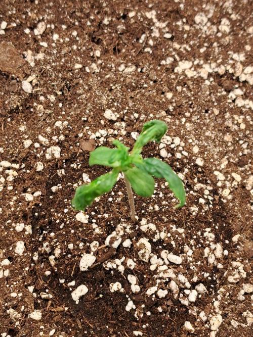 Pink Rozay x Strawberry Banana auto. Week 2