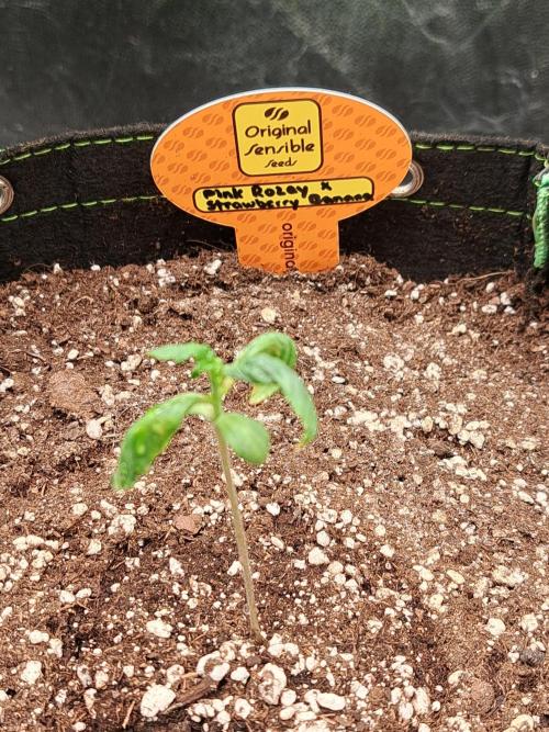 Pink Rozay x Strawberry Banana auto. Week 2