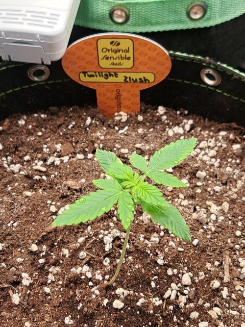 Twilight Zlush. Week 2