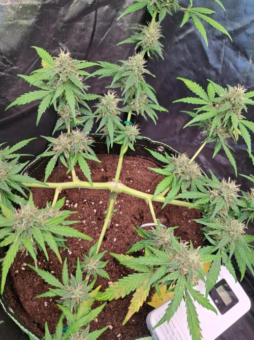 Gorilla Zkittles. Week 10
