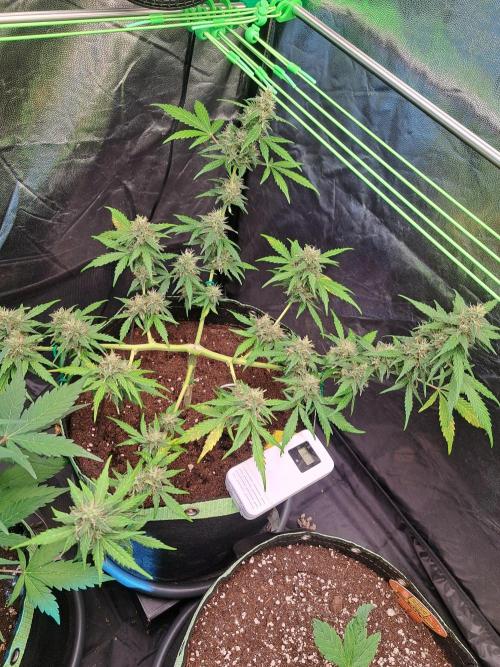 Gorilla Zkittles. Week 10