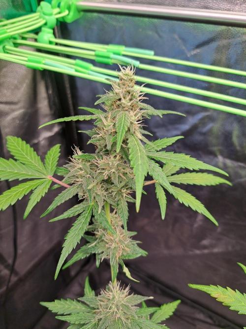 Gorilla Zkittles. Week 10