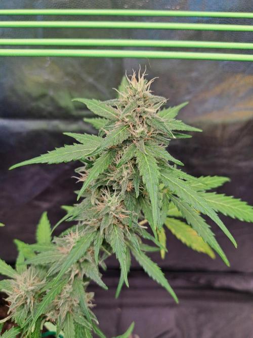 Gorilla Zkittles. Week 10