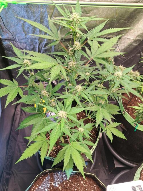 Strawberry Pie. Week 7