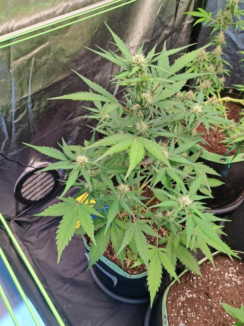 Strawberry Pie. Week 7