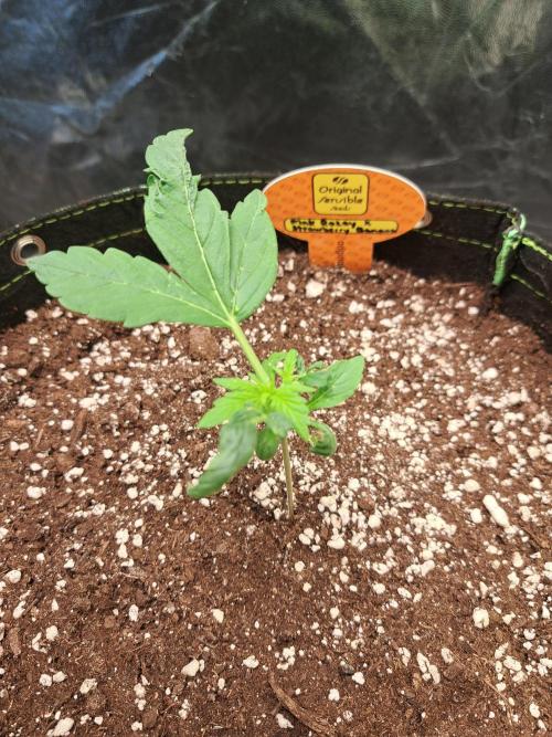 Pink Rozay x Strawberry Banana auto. Week 3