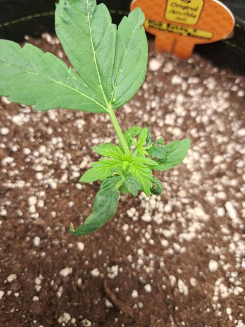 Pink Rozay x Strawberry Banana auto. Week 3
