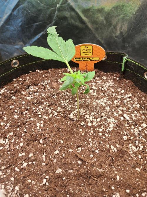 Pink Rozay x Strawberry Banana auto. Week 3