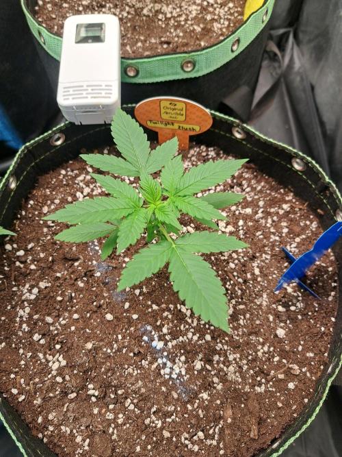 Twilight Zlush. Week 3