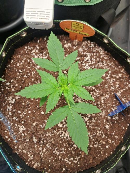 Twilight Zlush. Week 3