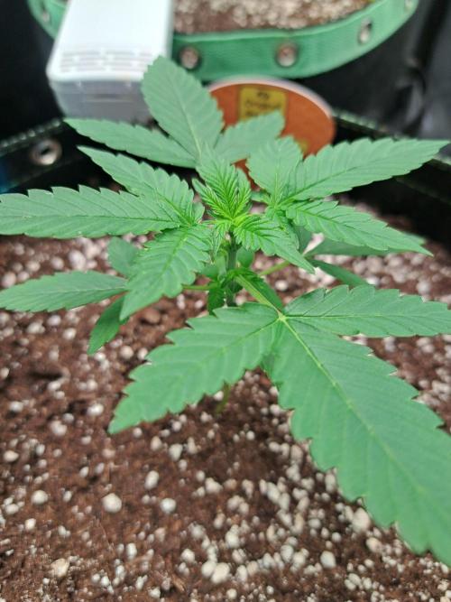 Twilight Zlush. Week 3