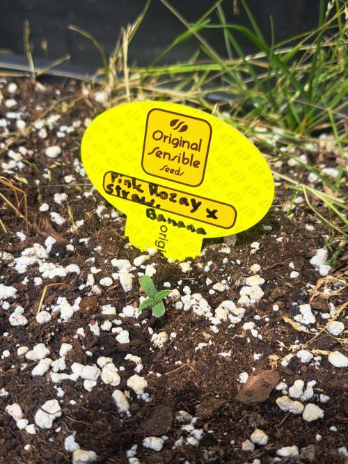 Auto outdoor. Week 0