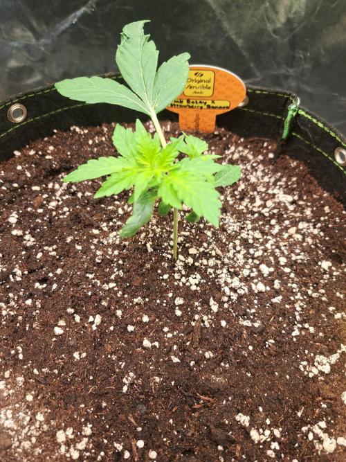 Pink Rozay x Strawberry Banana auto. Week 4