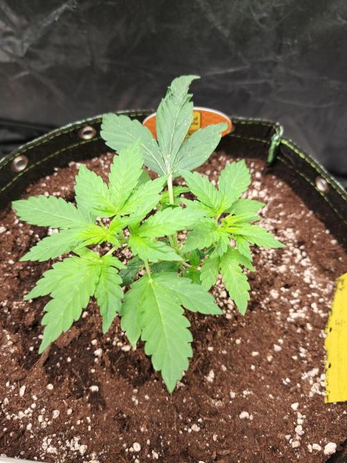 Pink Rozay x Strawberry Banana auto. Week 4
