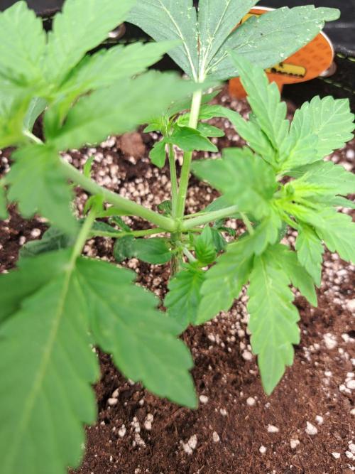 Pink Rozay x Strawberry Banana auto. Week 4