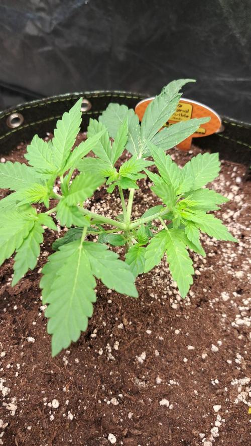 Pink Rozay x Strawberry Banana auto. Week 4