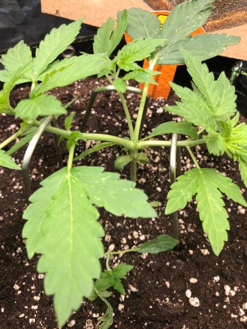 Pink Rozay x Strawberry Banana auto. Week 4